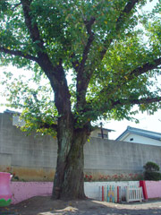 khe02tree.jpg